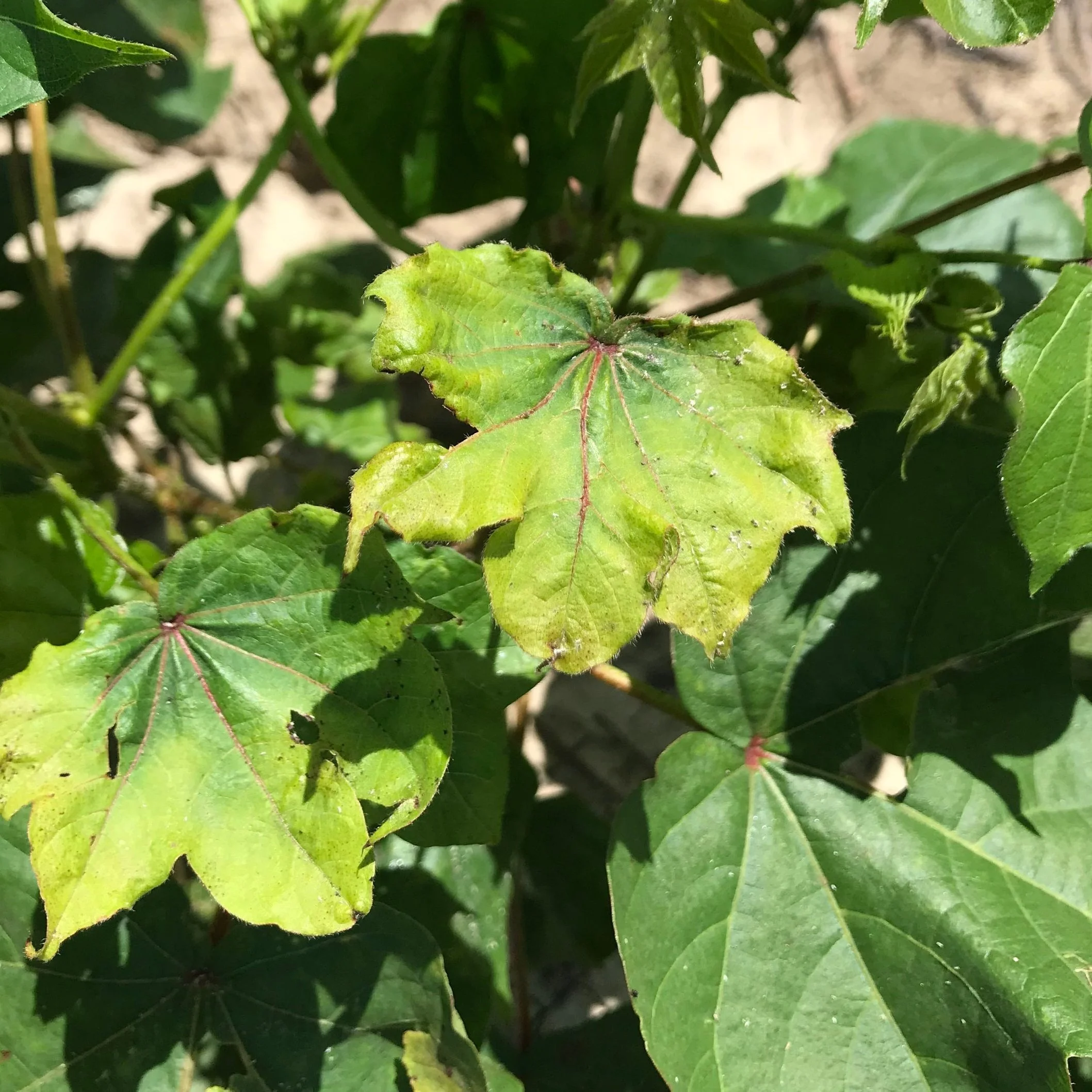 Emerging Disease Issues In Cotton