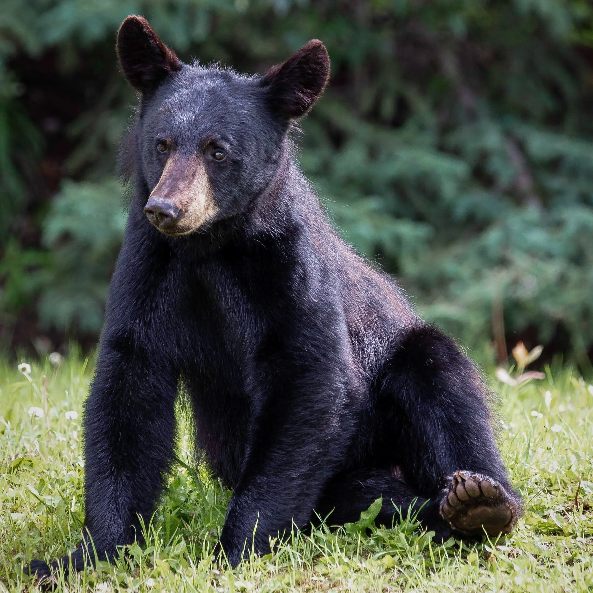 USDA Accepting New Or Modified Proposals For Its State Acres For Wildlife Enhancement Program