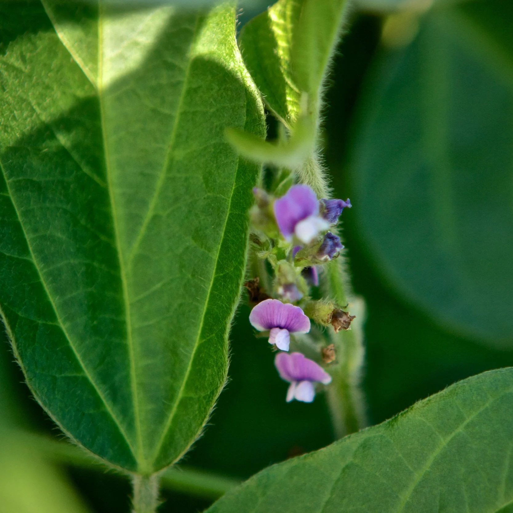 United Soybean Board Seeking New/Diverse Members at April 28 Meeting
