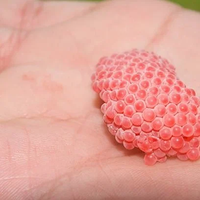 Apple Snails Plague Louisiana Waterbodies And Hurt Crawfish Production