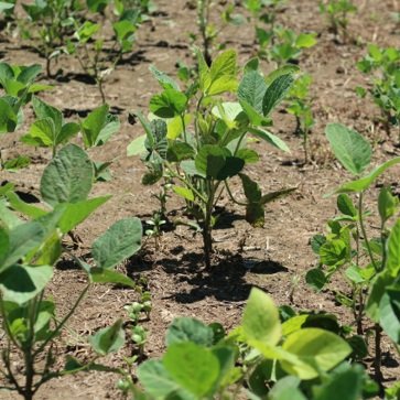 Managing Low Final Soybean Stands