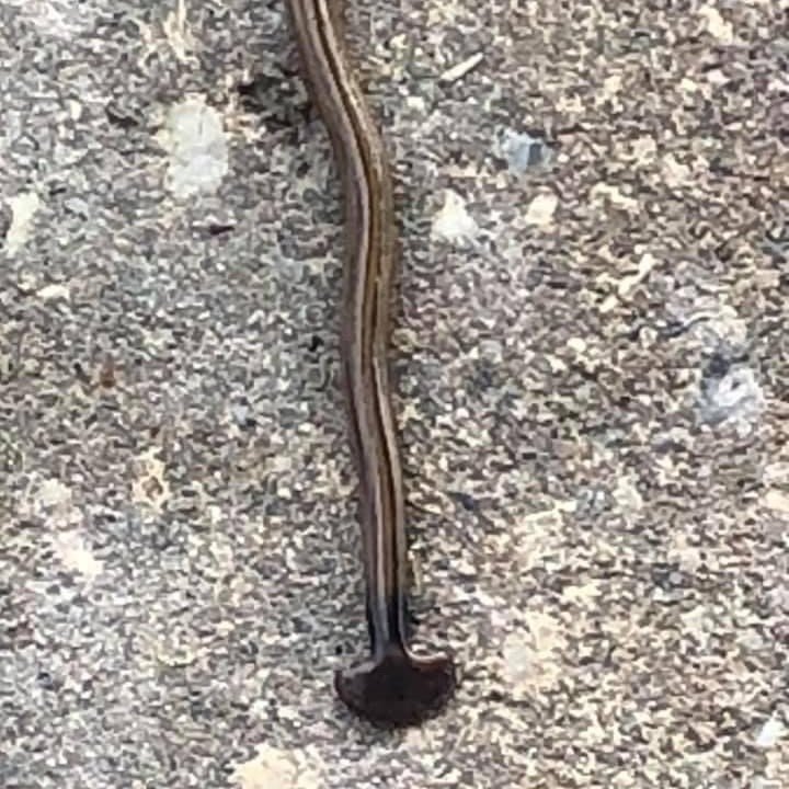 Hammerhead Worms On The Rise In Louisiana
