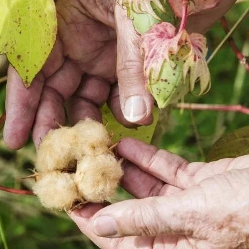 Acadiana's Native Brown Cotton Heads to Smithsonian Festival, United Nations Summit