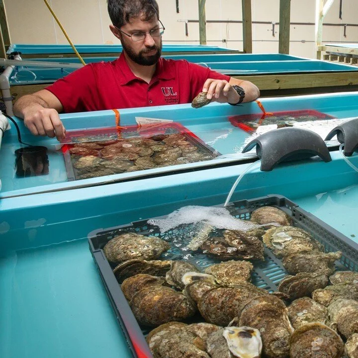 UL Lafayette Leading $14 Million Research Partnership to Produce More Resilient Oysters