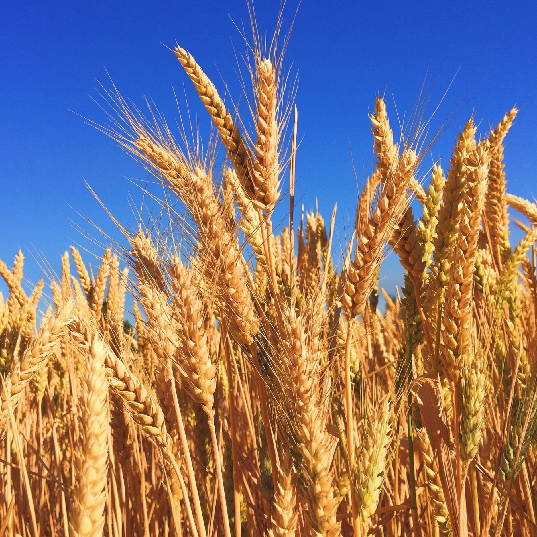 Delta Regional Crop Production Report: May 2022