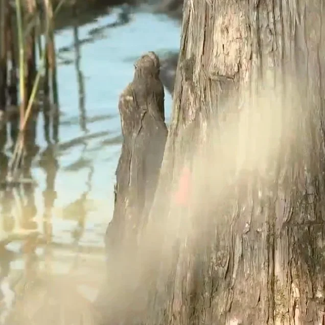 Apple Snails Causing Problems in Louisiana