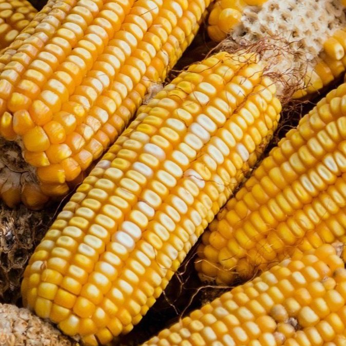 Louisiana Corn Festival Coming Up in Bunkie