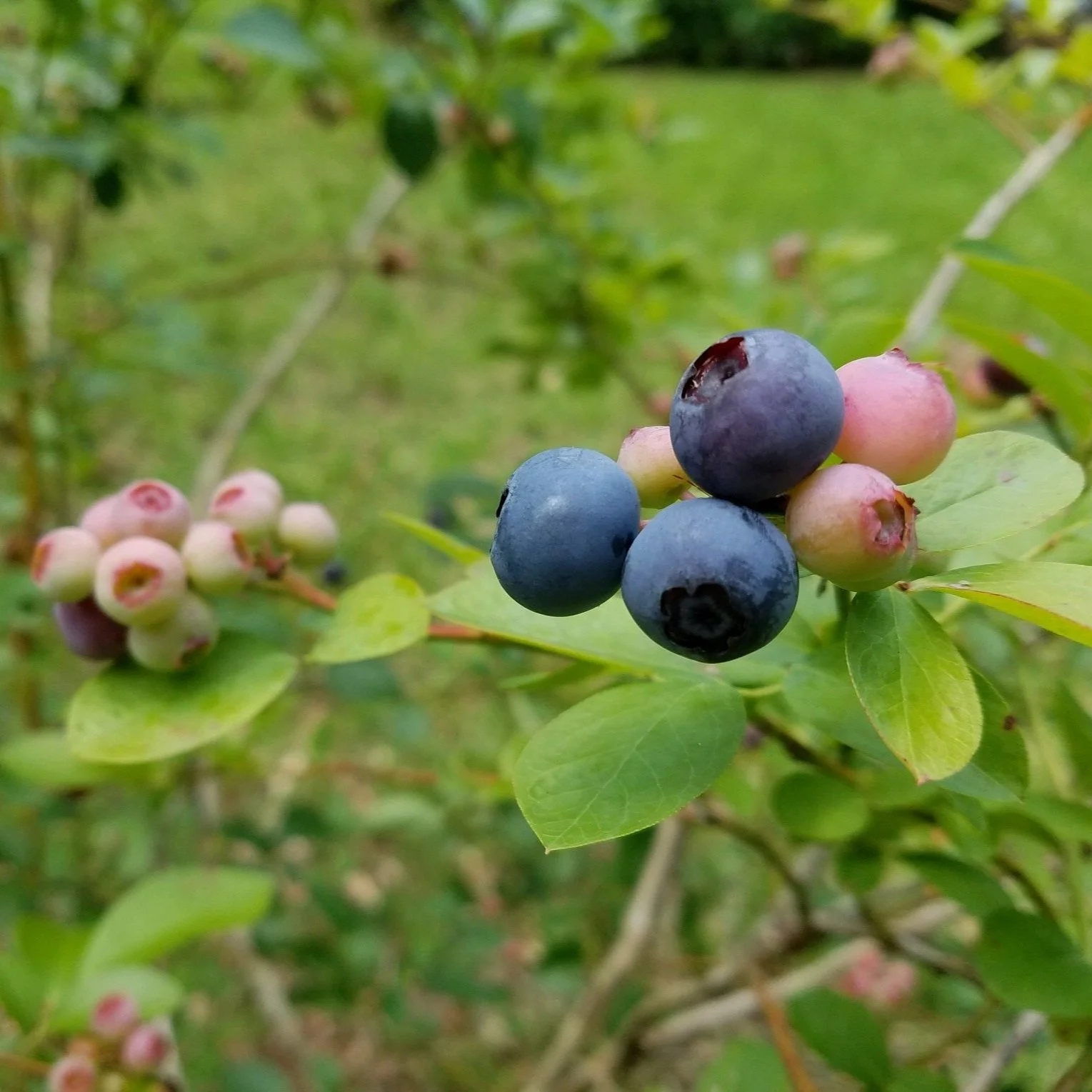 Finding Blueberries in Louisiana Just Got Easier