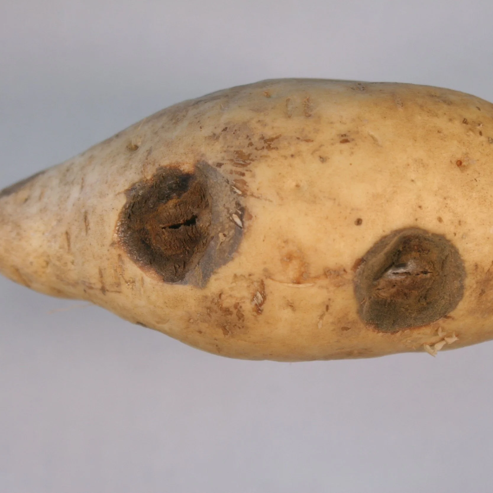 New And Reemerging Threats To Louisiana Sweet Potato Production