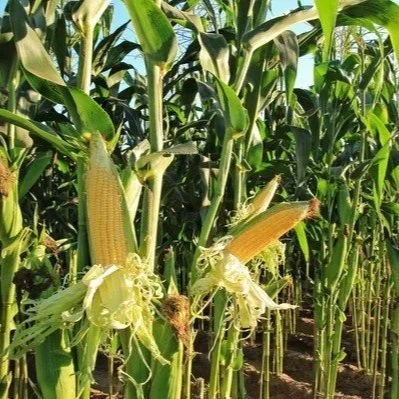 Study Finds Climate Change Could Spell The End Of Midwestern Corn