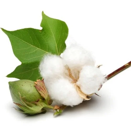 Cotton Sustainability Program Launches Streamlined Enrollment
