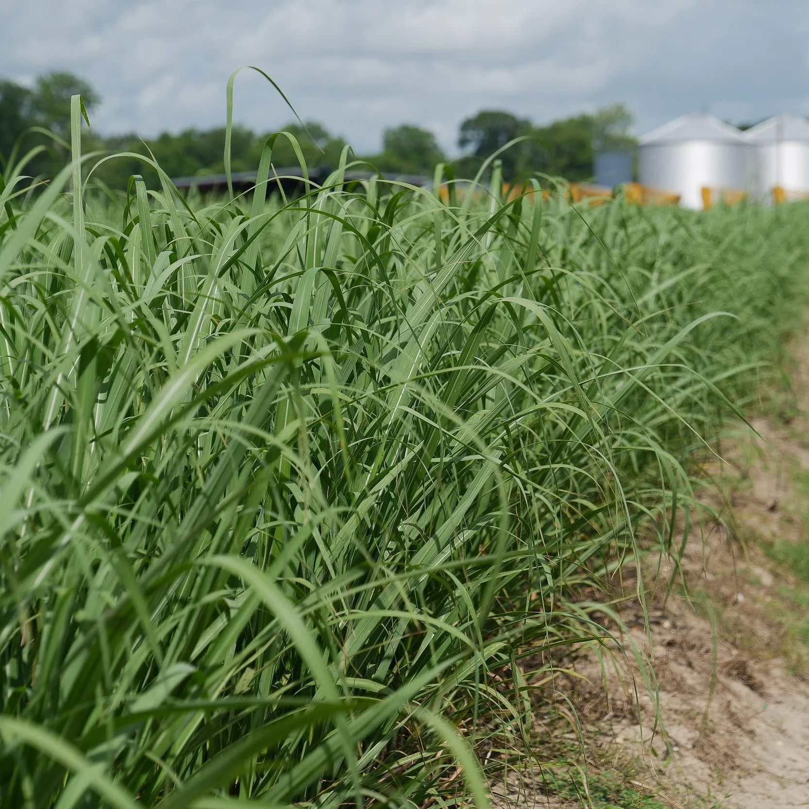 Taskforce to Explore Field Burning Alternatives: ‘An Important Moment in Louisiana History’