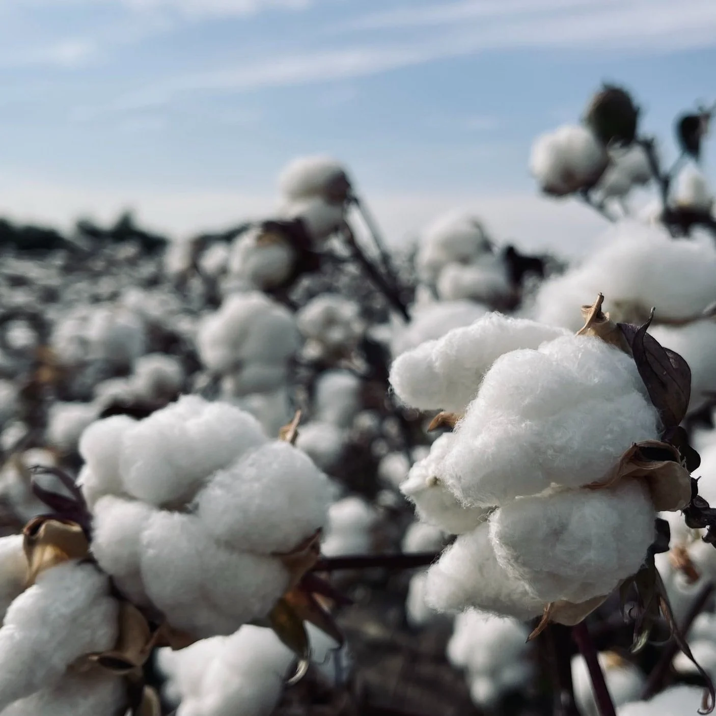AgFax Midsouth Cotton Report