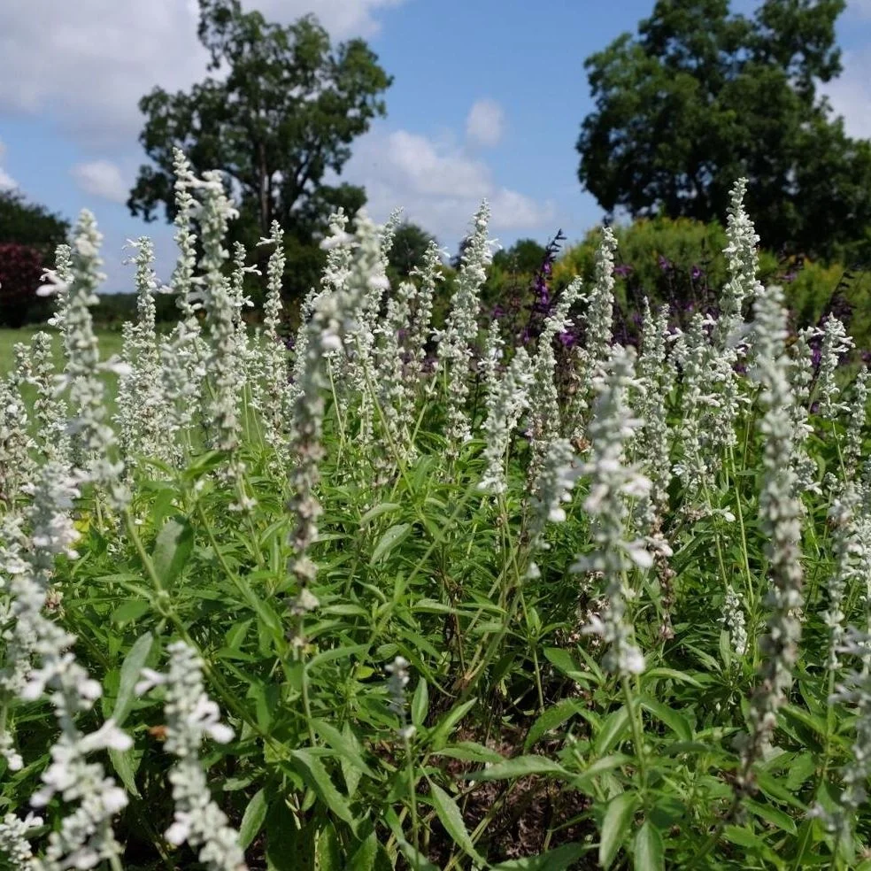 2022 Louisiana Super Plant Title Goes To...