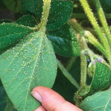 Unspoken Truths About Pests: Soybean Aphids