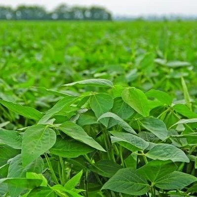 2022 Soybean Variety Trials Kick off In Louisiana