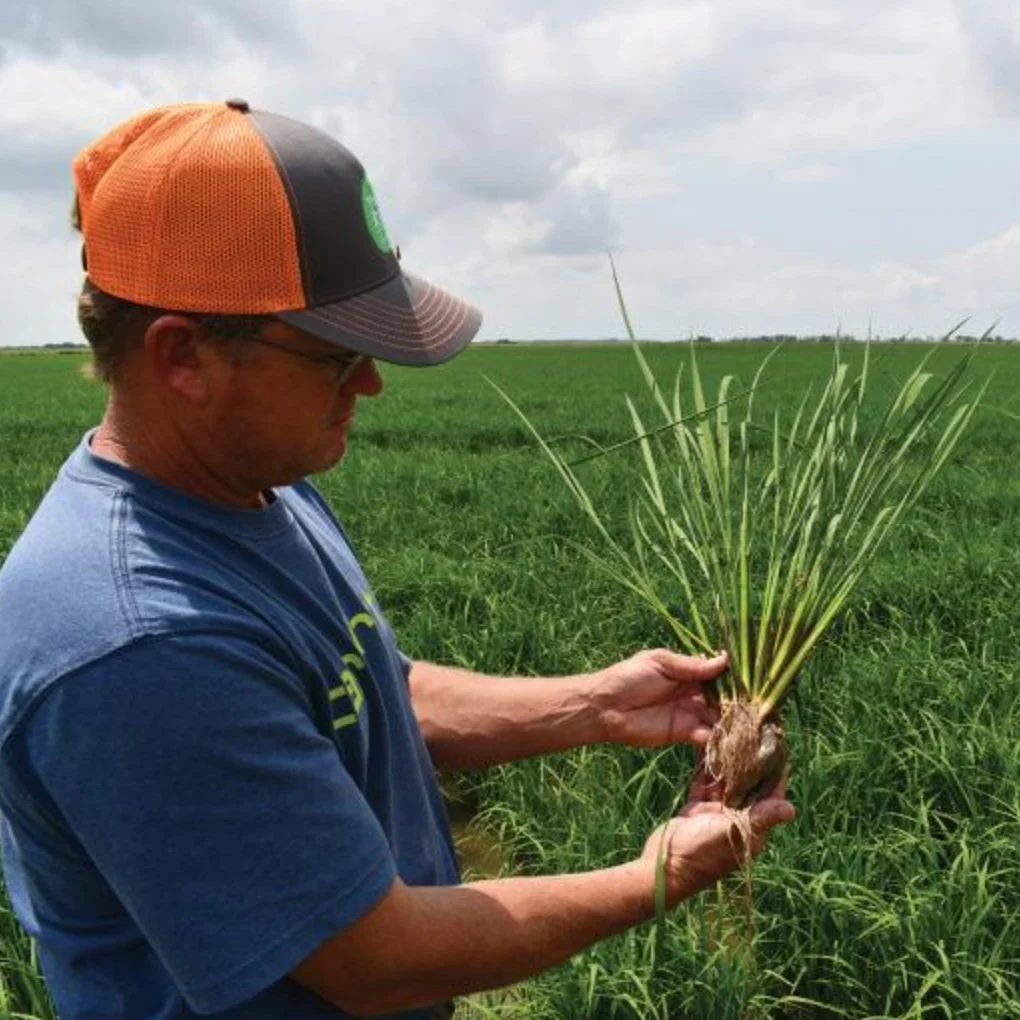 Rice, Crawfish &amp; Waterfowl In South Louisiana