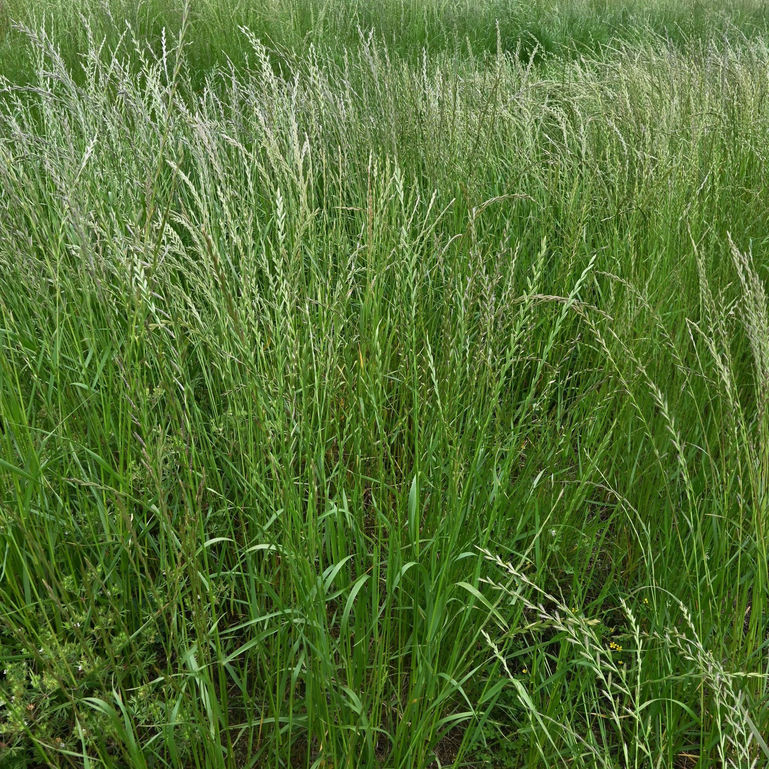 Weeds,  A Major Threat To Louisiana Agriculture