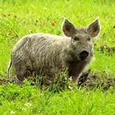 USDA Conducting Survey Concerning Feral Hogs in Louisiana, 10 Other States