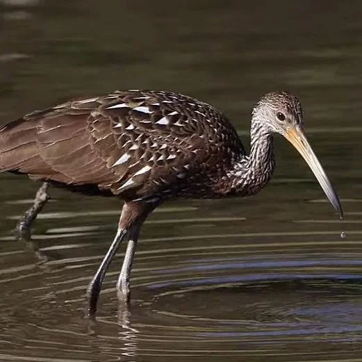 Could a South American Bird Save the Crawfish Biz in Louisiana?