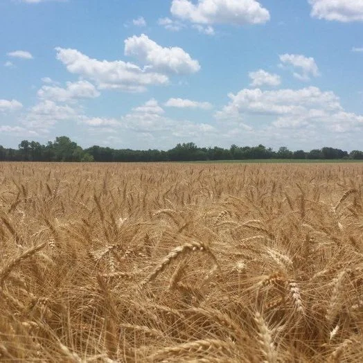 The Harvest Zone