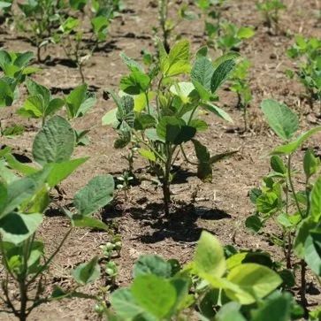 Soybean Planting Season Off to Fast Start in 11 Key States