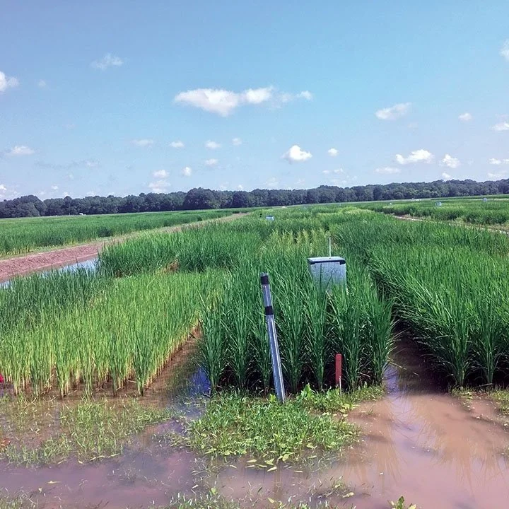 Efficacy Of Loyant, Gambit Top Weed Research