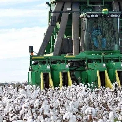 Golden Age Of Cotton Seed Began A Quarter Century Ago