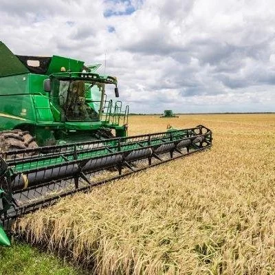 Louisiana Rice Crop In Good Shape As Harvest Approaches