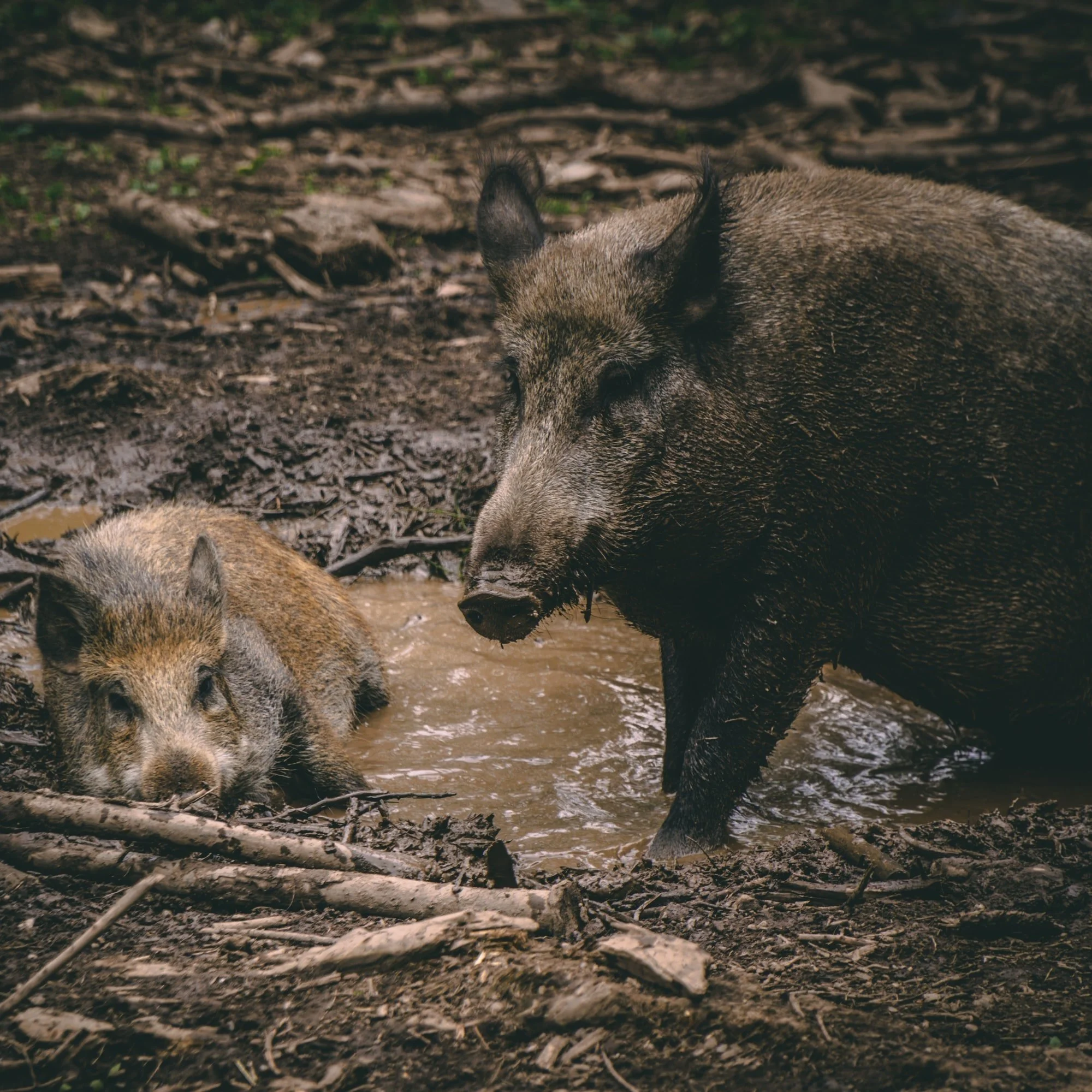 LSU Researchers Moving Closer To Feral Hog Bait