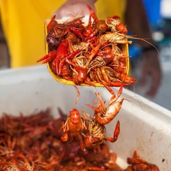 These Weird Laws in Louisiana May Surprise You