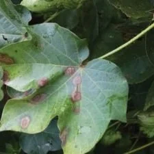 Cotton Foliar Disease In The Southeast