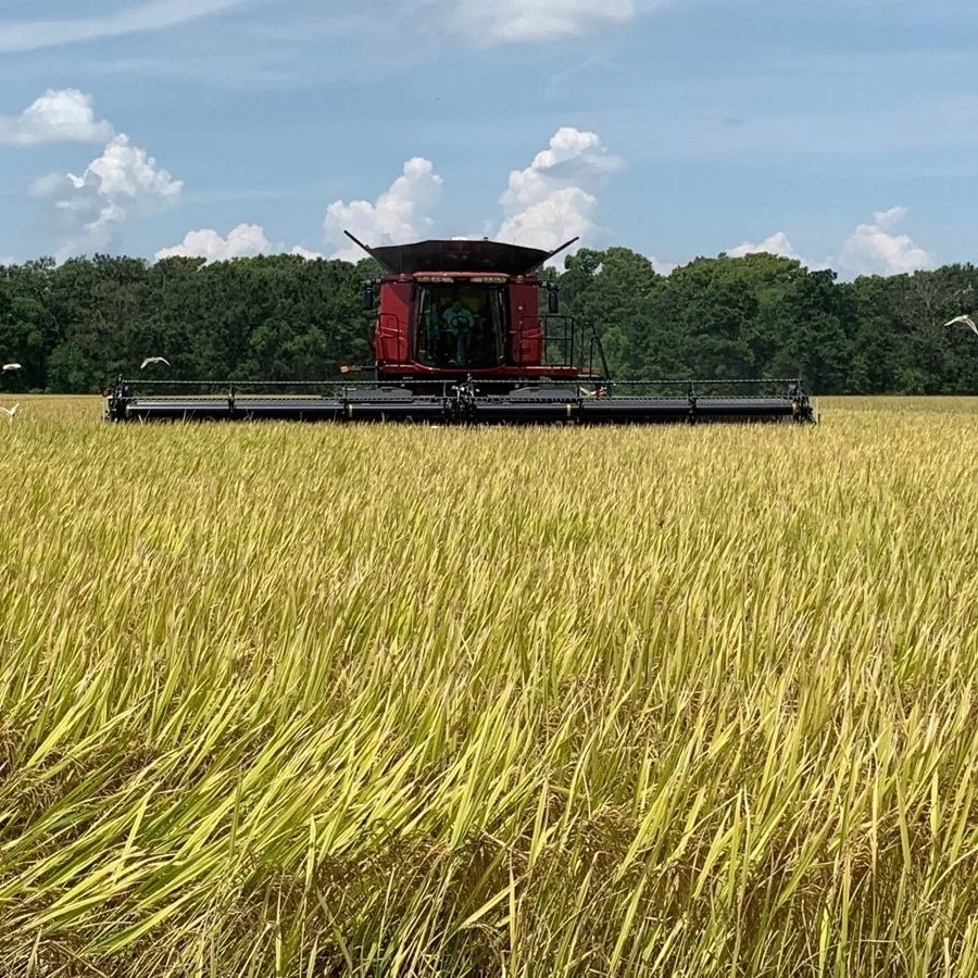 Rice Harvest Begins But Rain Tosses In A Wrench