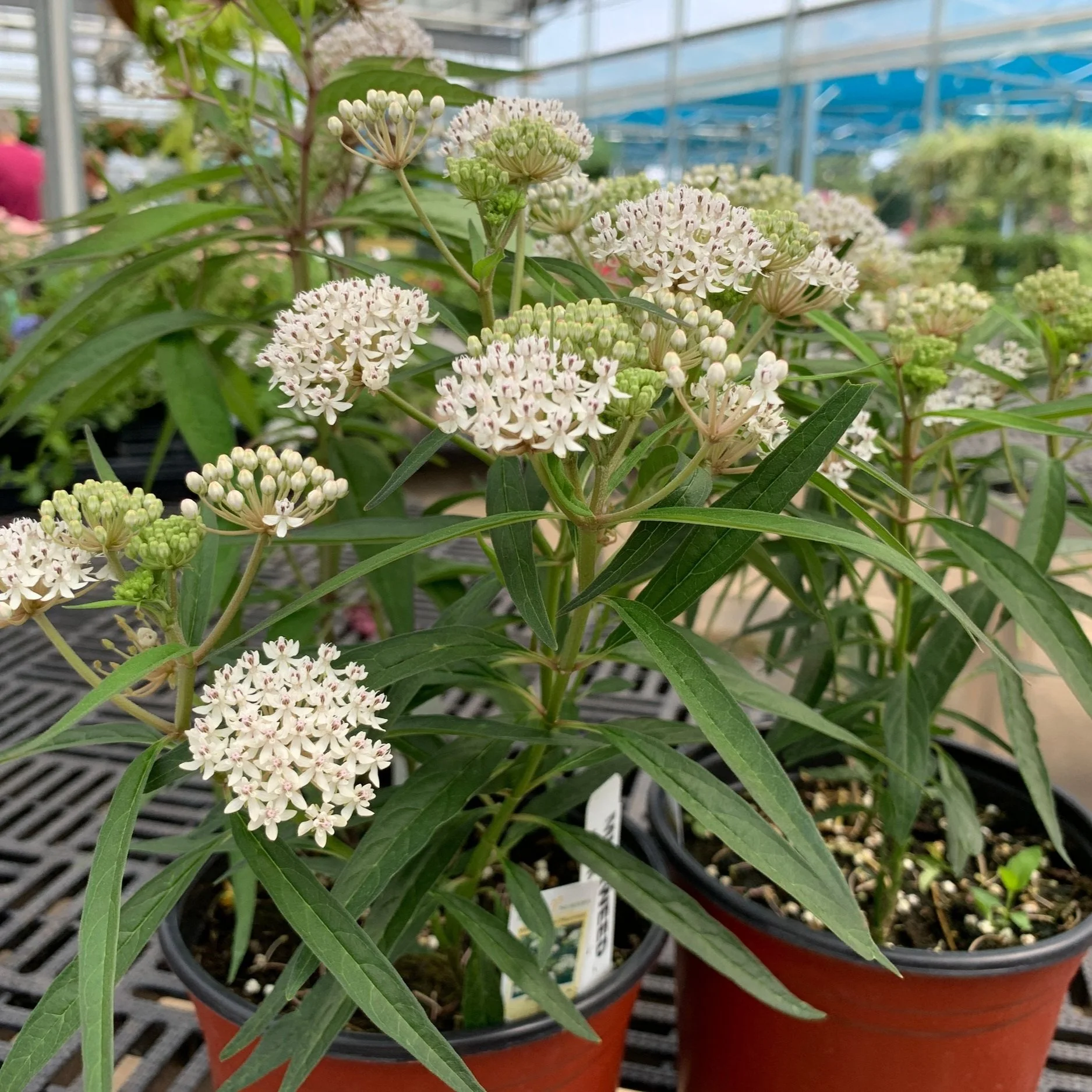 Native Milkweeds Help Newly Endangered Monarch Butterfly