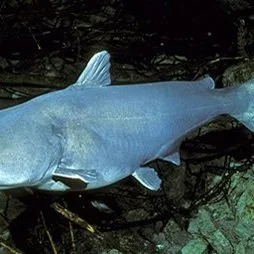 More Than 600 Catfish Seized In Illegal Fishing Bust On Mississippi River