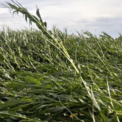 New USDA Disaster Assistance Program Finds Success