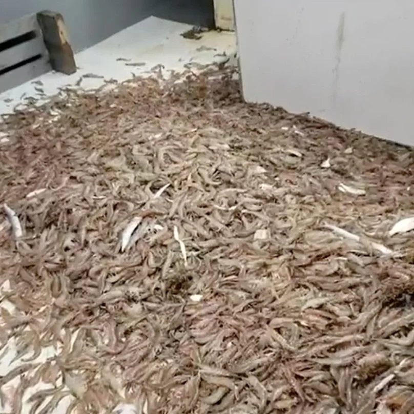 La. Shrimpers Struggle To Make Ends Meet After Prices Plummet