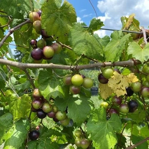 It’s Muscadine Time in Louisiana