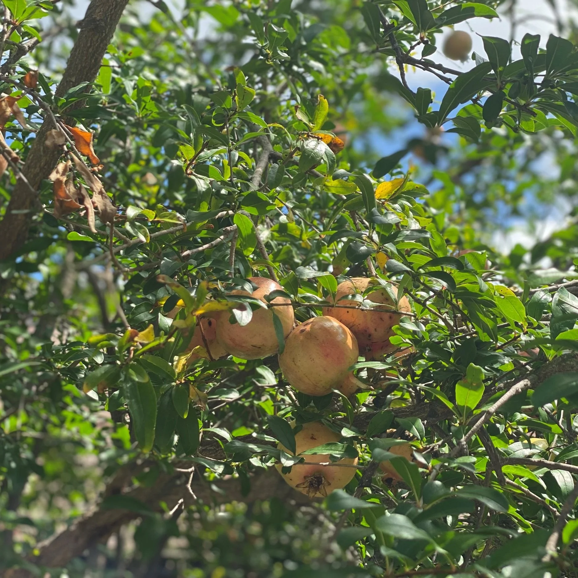 Black-eyed Peas and Cabbage Are Not the Only Foods that Bring Luck