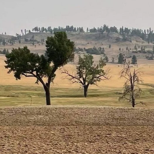 New AFBF Survey Shows Drought’s Increasing Toll on Farmers and Ranchers