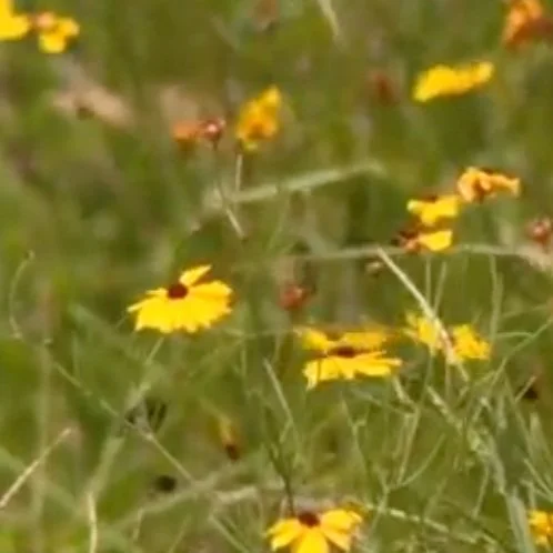 UL Gets "Bee Campus" Designation