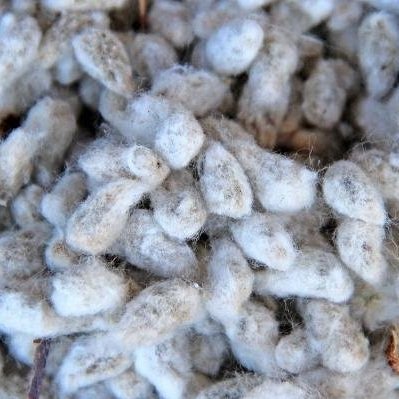 Cottonseed Oil More Healthy Than Olive Oil?
