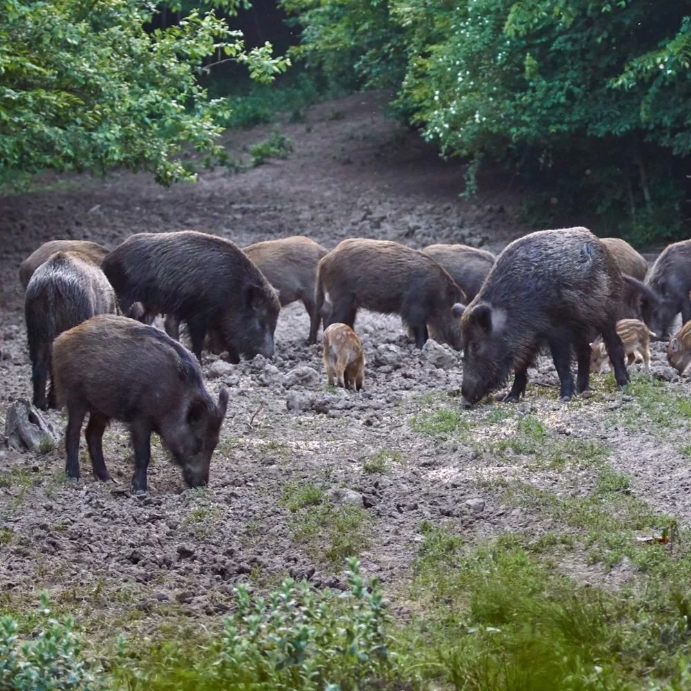 Economic Impact of Feral Swine Damage to Agricultural Lands in Louisiana