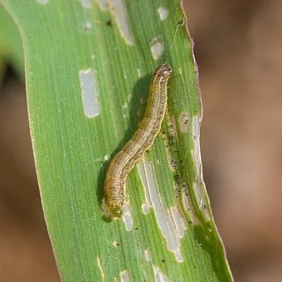 Fall Armyworms Were A Miss This Year