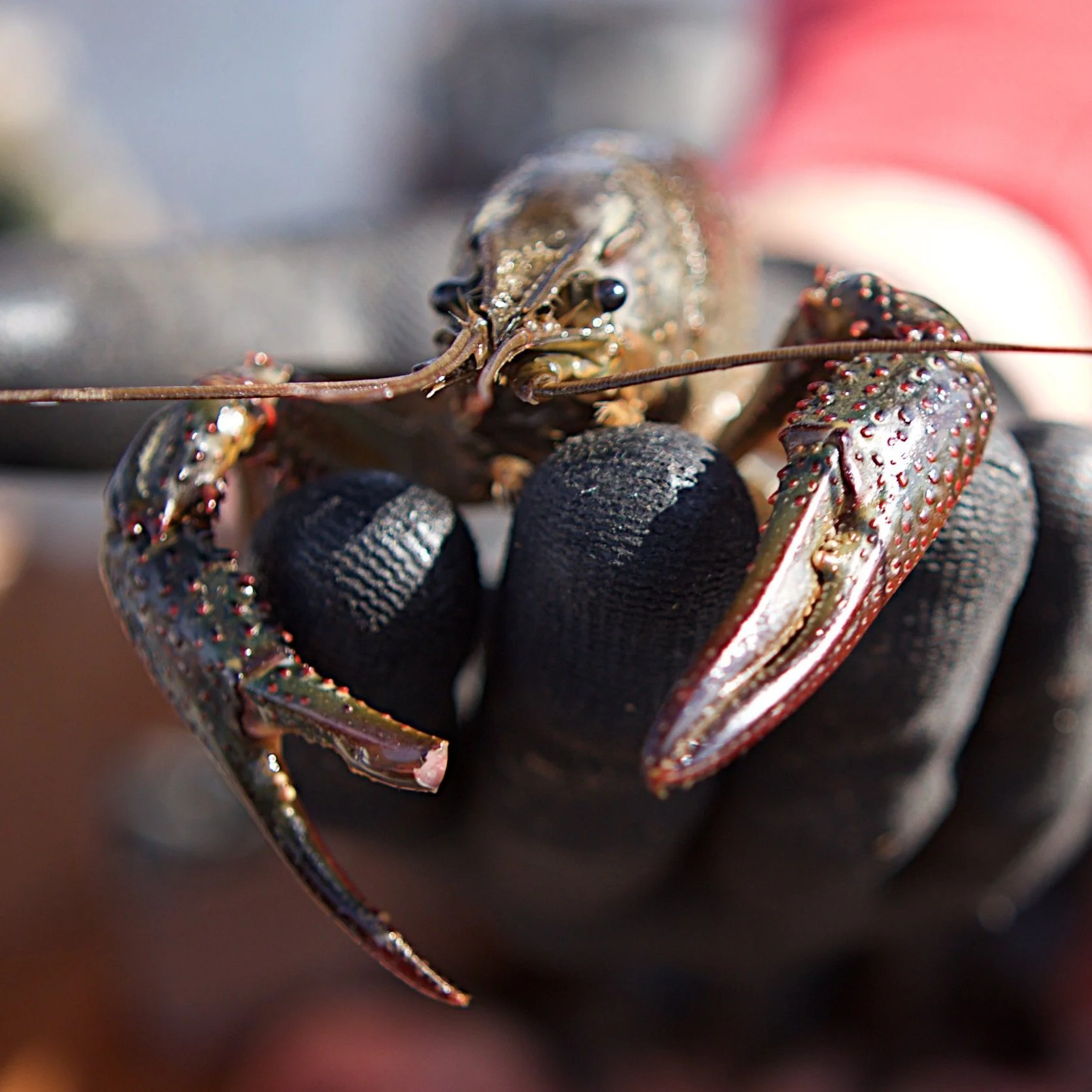 Some Louisiana Producers Are Maximizing Benefits For Both Plants &amp; Animals