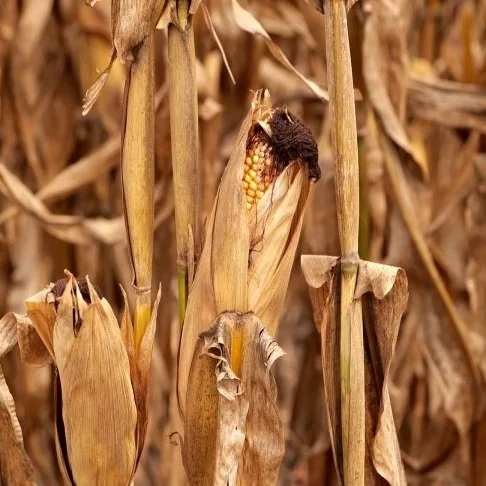 LA Corn Harvest Reaping Good Yields