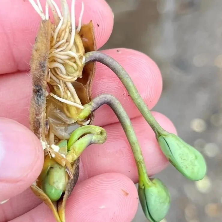  Louisiana's Largest Crop on Verge of Ruin as Rain Drowns Soybeans