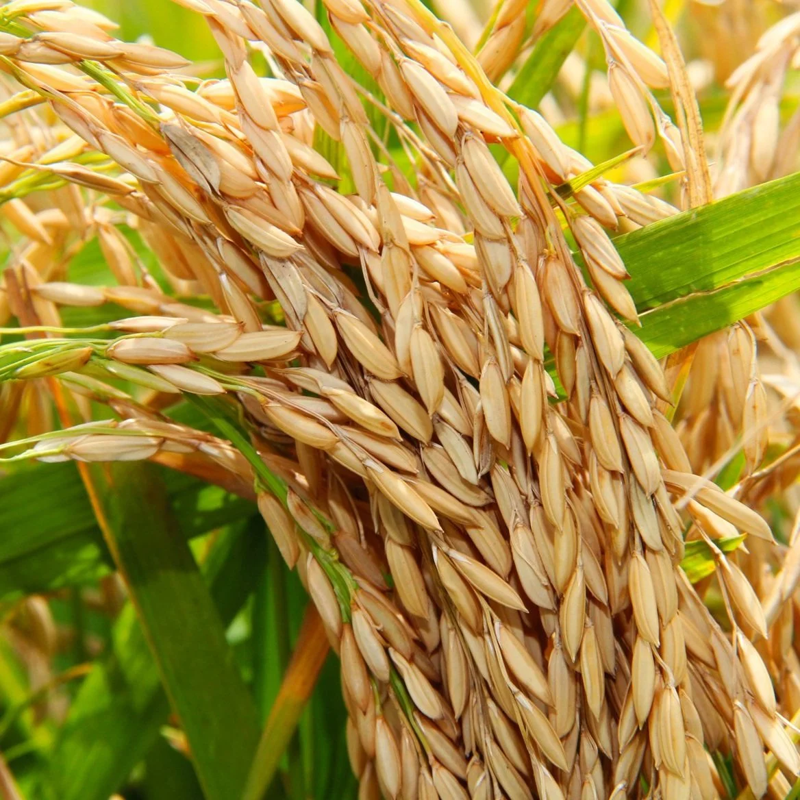 Increased Wet Weather Taking Its Toll On The Rice Industry