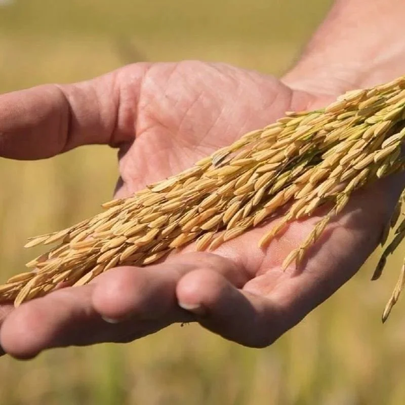 Cahokia Rice Is A Key Provider Of Nutritious Rice For The Midwest-Similar To Parish Rice