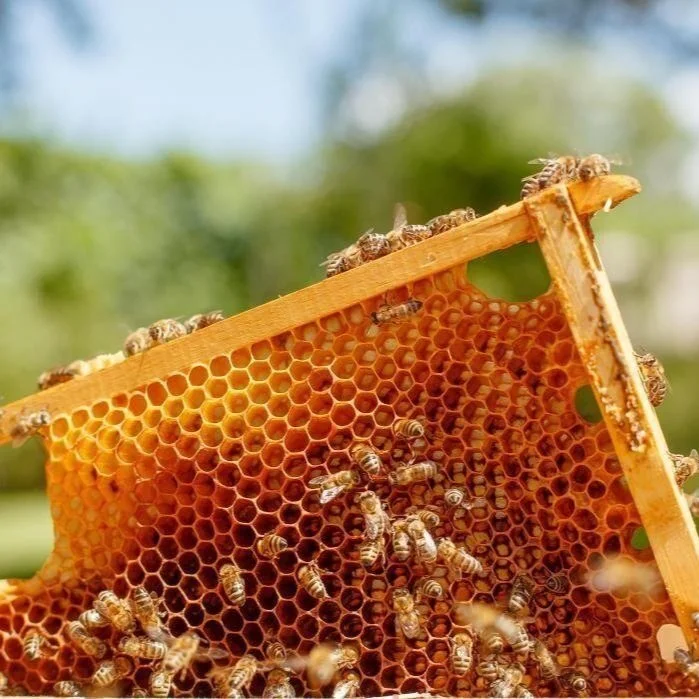 The Health of Honey Bee Colonies in Louisiana